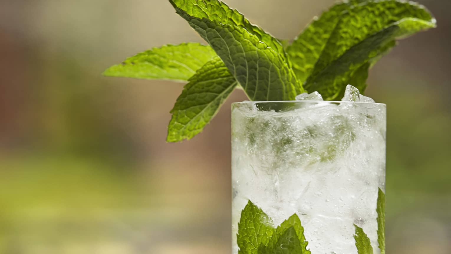 Fresh mint on top of mint julep cocktail