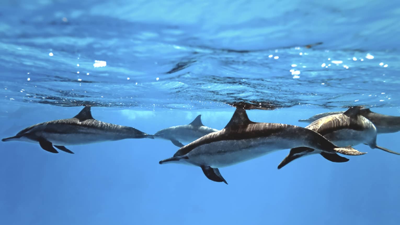 Pod of dolphins swimming below surface of the ocean