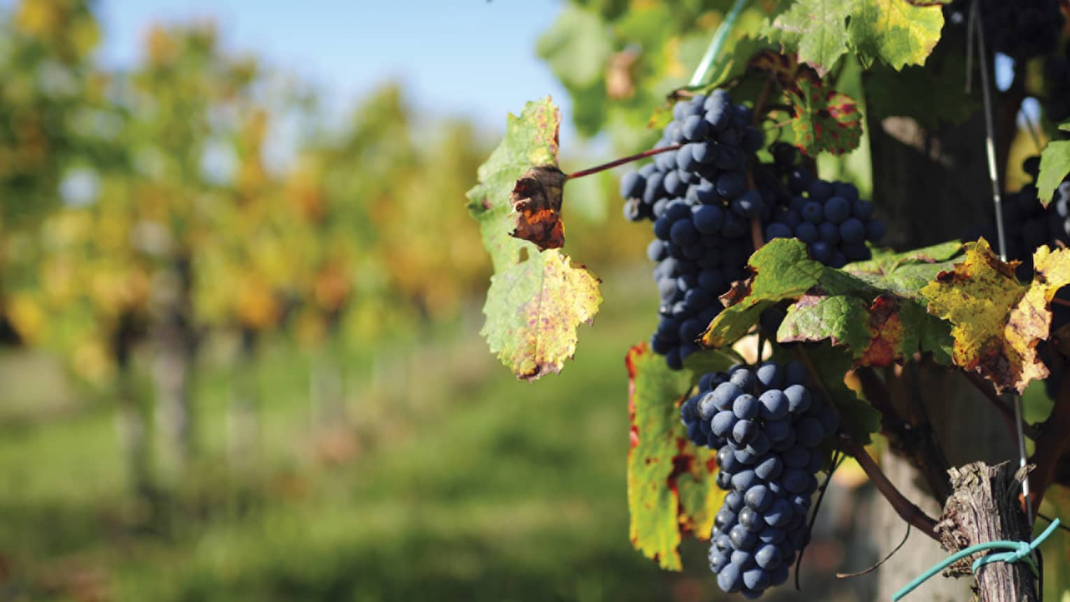 Dark wine grapes hang from vine in Santa Cruz Mountains vineyard