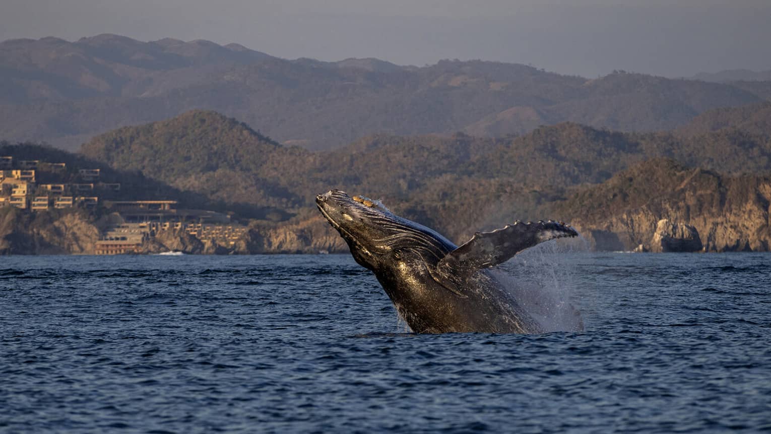 A whale emerges from the ocean