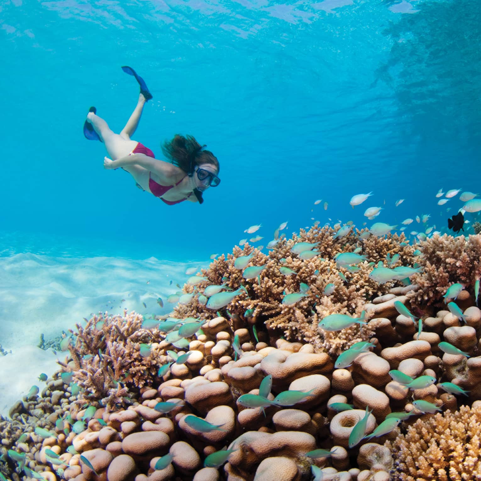 A tourist snorkelling underwater above a vibrant coral reef surrounded by small tropical fish