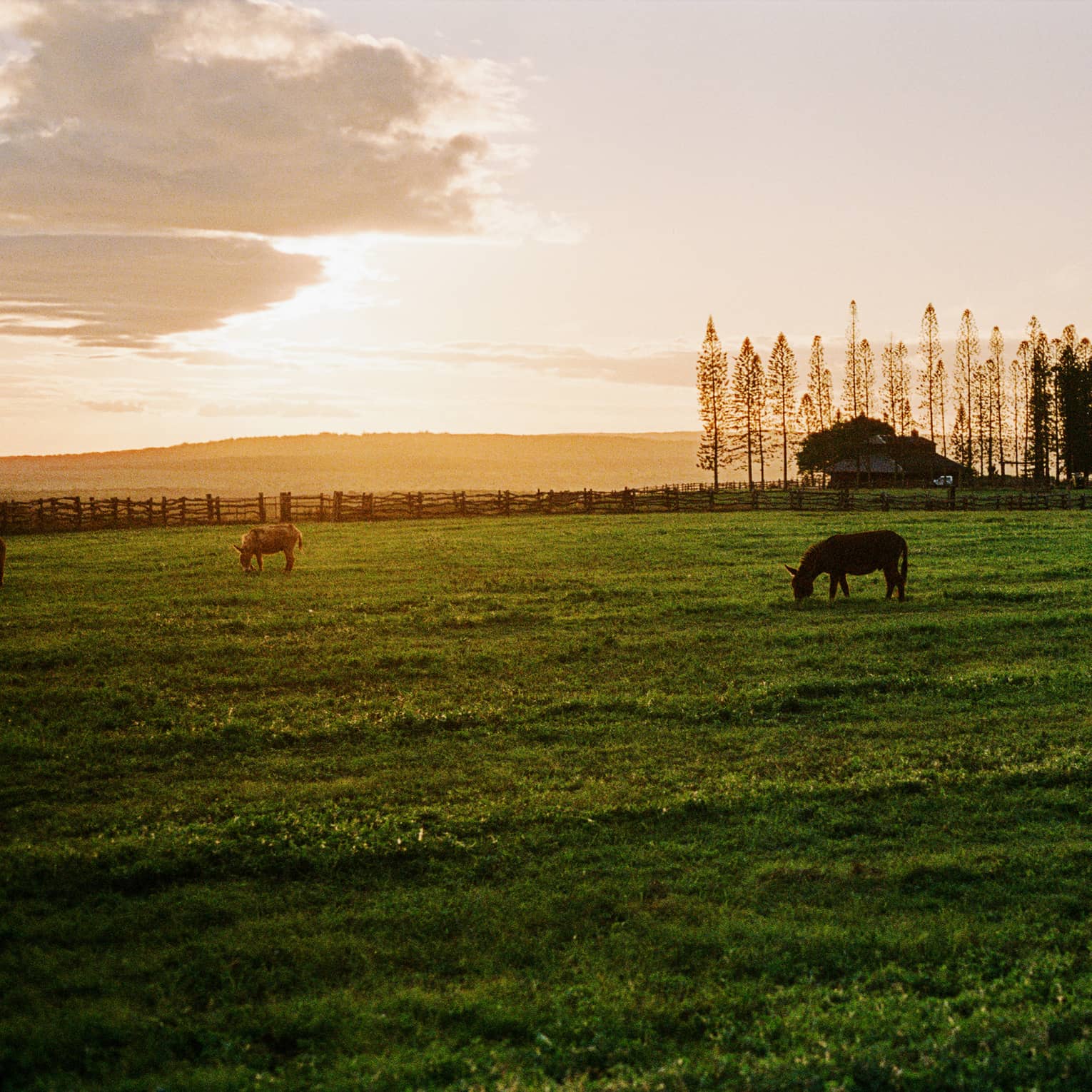 Horses grazing in a meadow at dusk