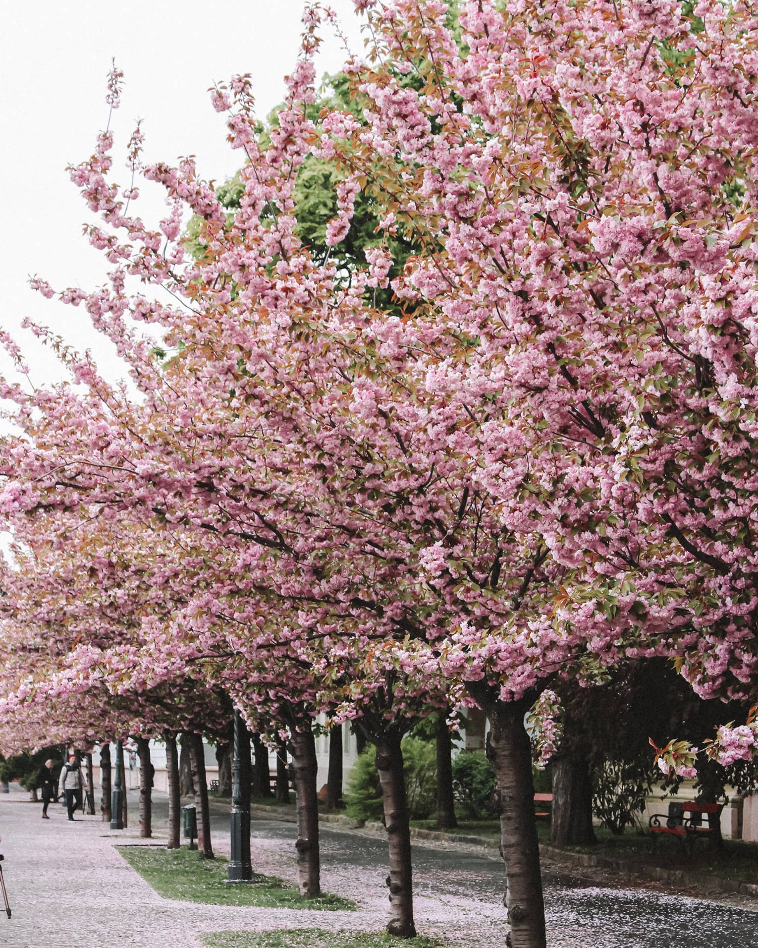 Street lined with cherry trees in full pink bloom