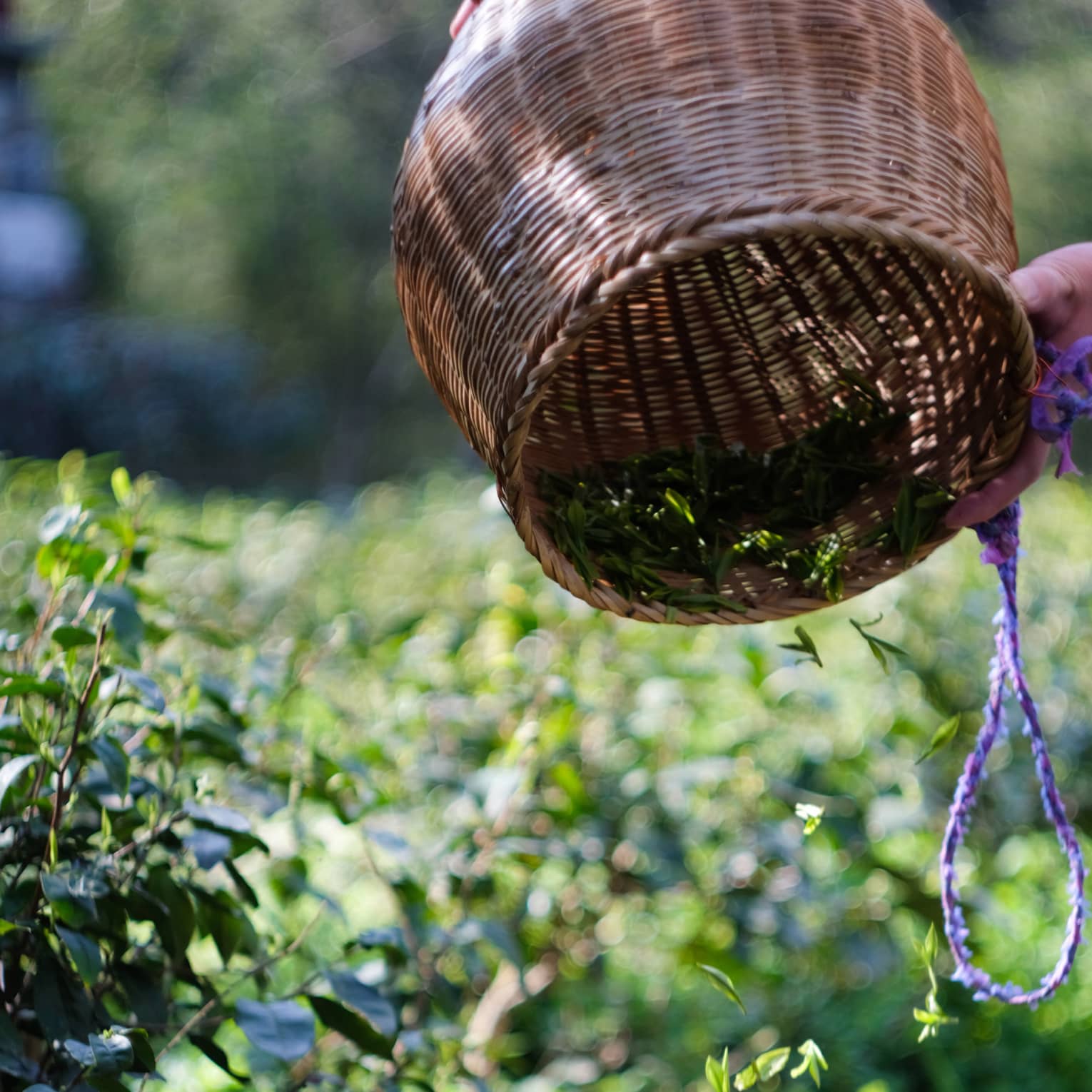 Surrounded by tea plants, a woven basket is tipped upside down and small green leaves cascade into another basket below.