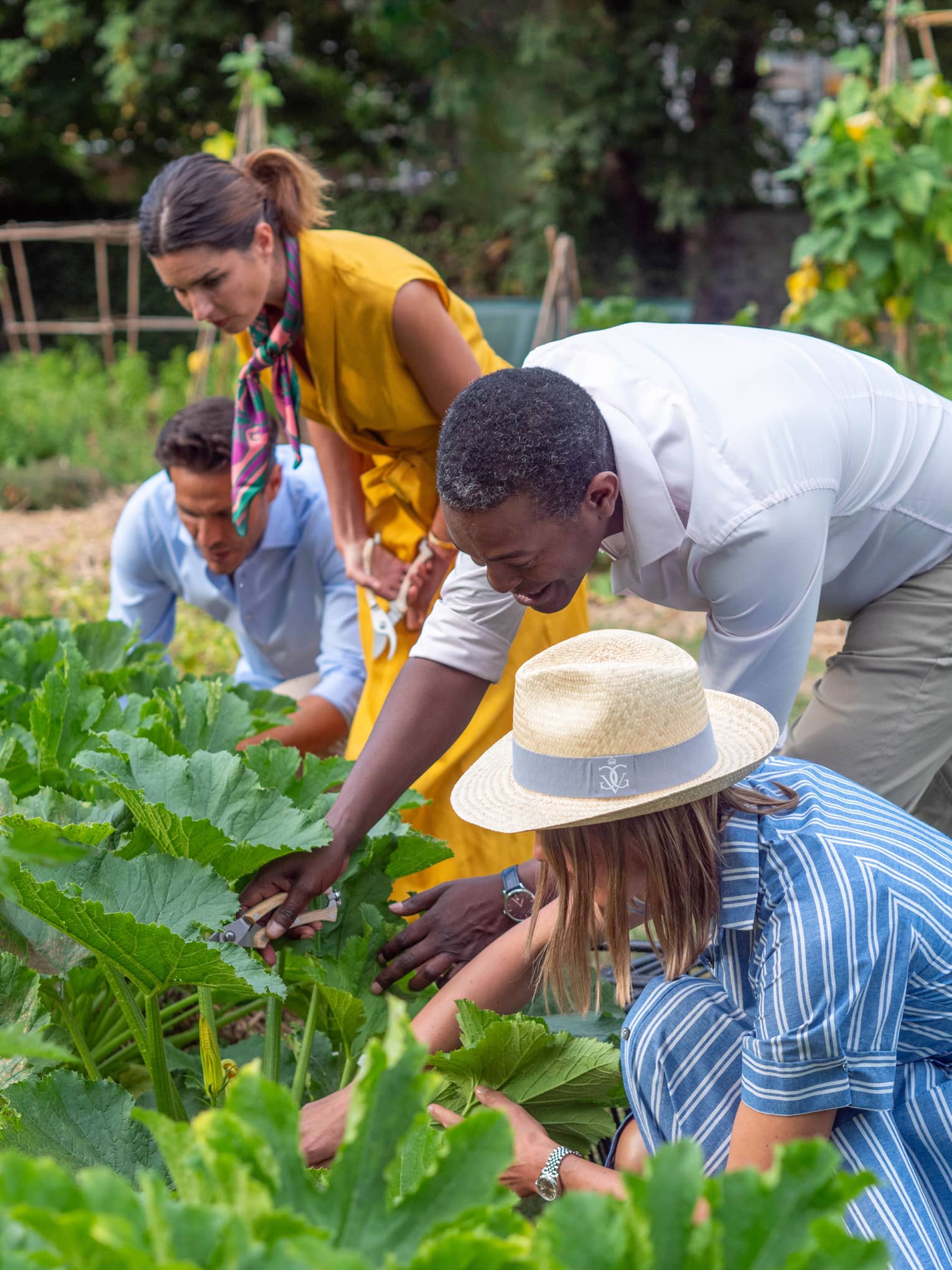 A group of four people, two of whom are holding clippers, rummage through a leafy patch of zucchini.
