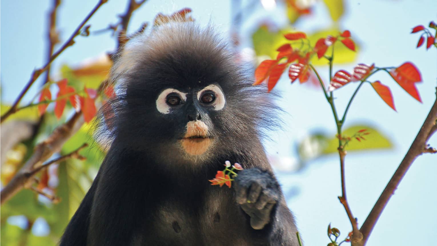 Close-up of dusty leaf monkey with wide eyes, frizzy hair around face