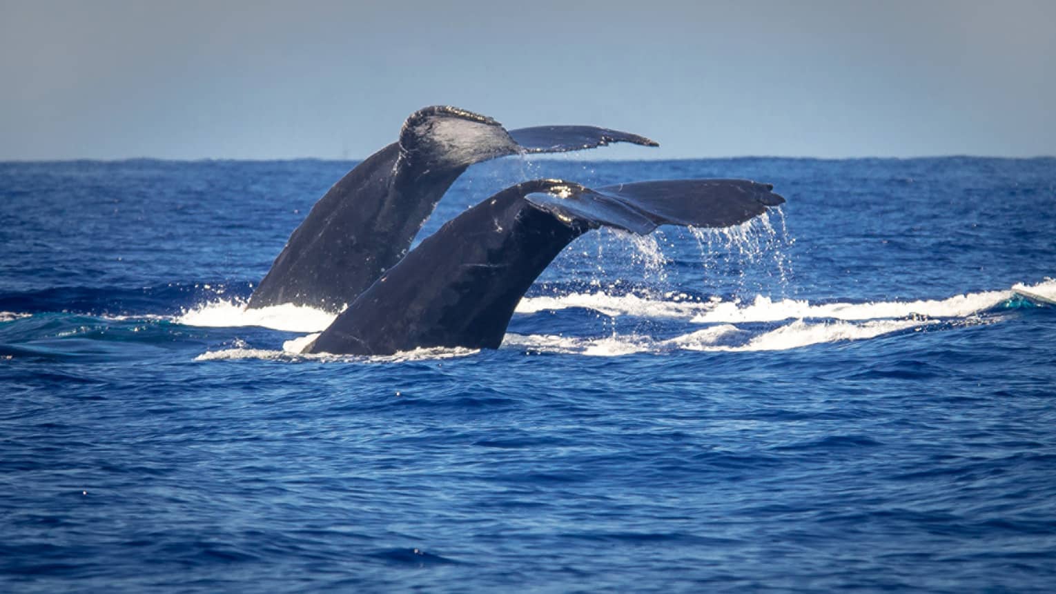 The tails of two humpback whales rise above the ocean off the coast of Maui
