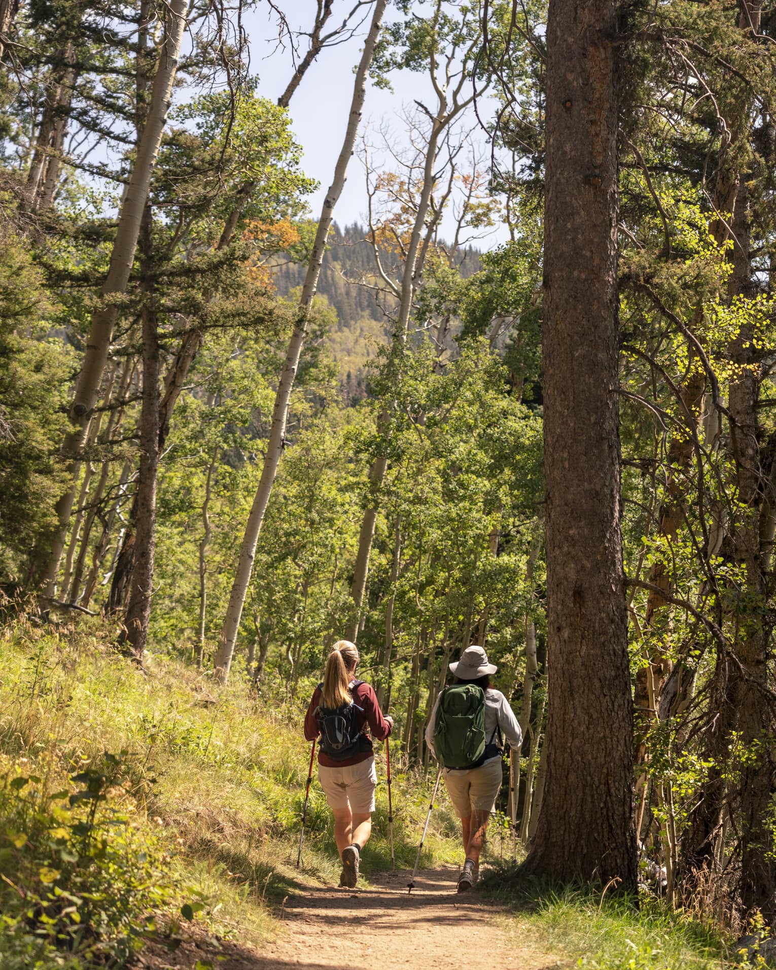 View from behind of two hikers with backpacks and walking poles hiking a sunny path among the tall trees of a boreal forest.