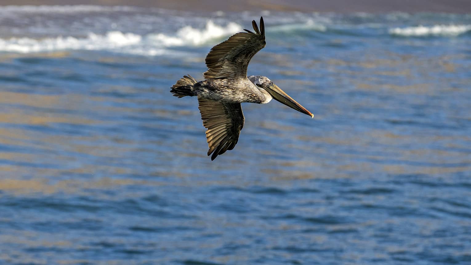 A large brown-and-white pelican soars above the slate-blue water, wings stretched wide in the wind, lapping waves beyond. 