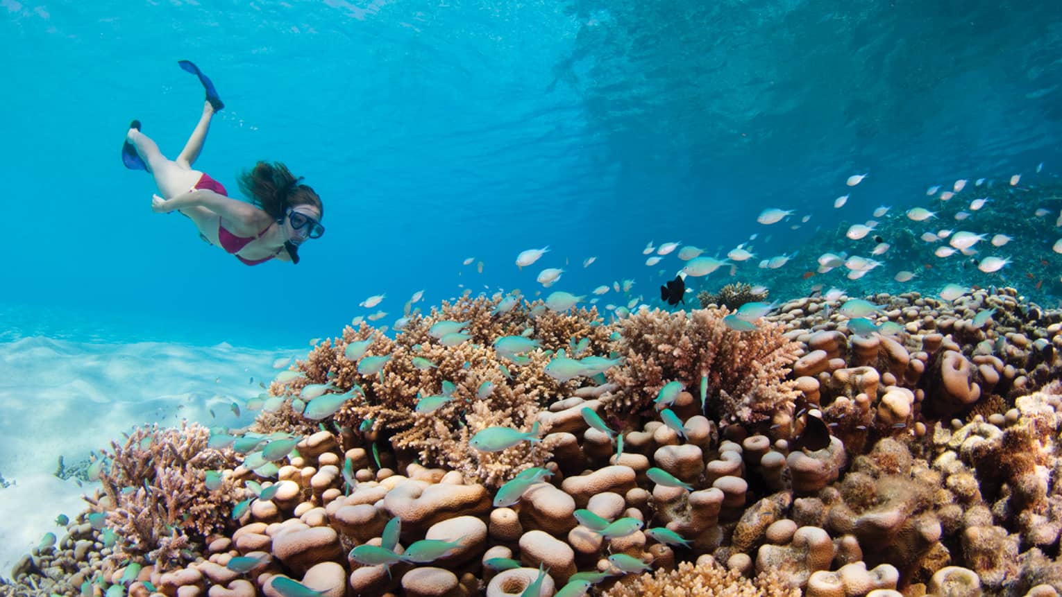 A tourist snorkelling underwater above a vibrant coral reef surrounded by small tropical fish