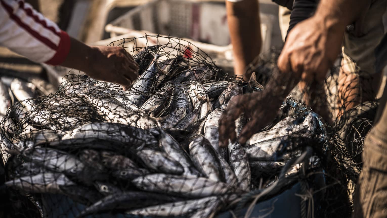 Hands holding net full of silvery fish