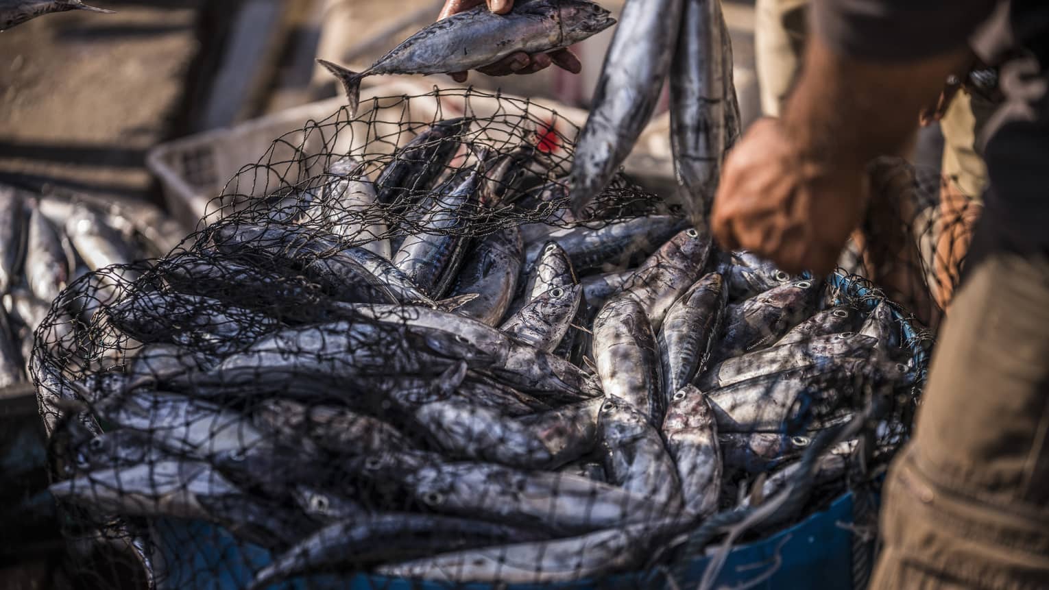 Close-up of dozens of silver fish filling a net that is held open by one hand as another hand picks up a fish.