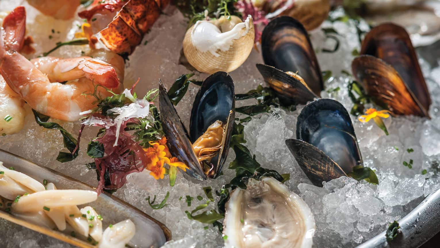 Cold shellfish platter, shrimp, oysters, mussels on ice 