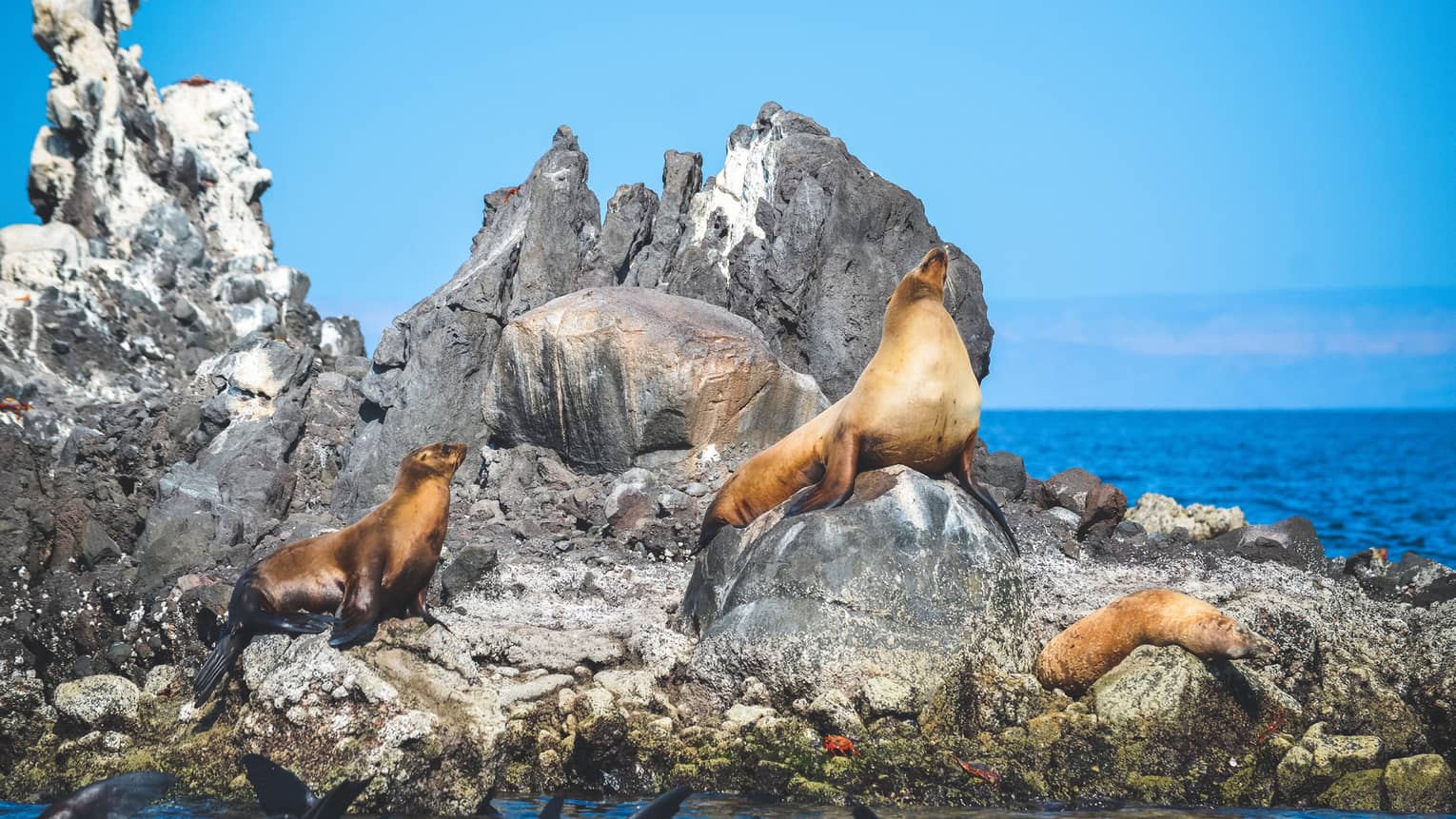 Three orange-hued seals sun themselves on a jagged, grey rock formation with the rippling blue ocean in the distance.