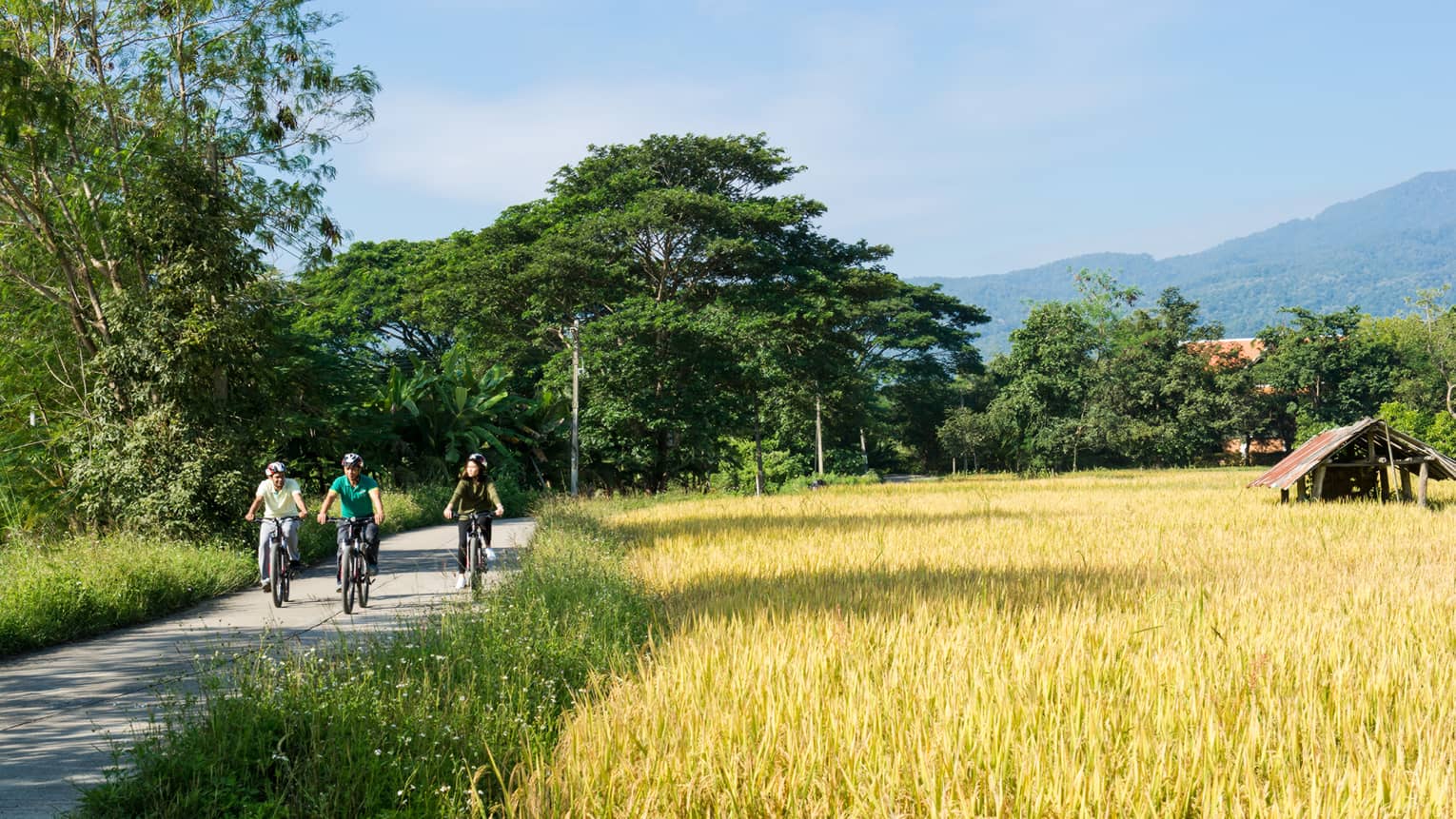 Three people cycling on a rural path surrounded by golden rice fields, lush greenery, and distant mountains under a clear blue sky.