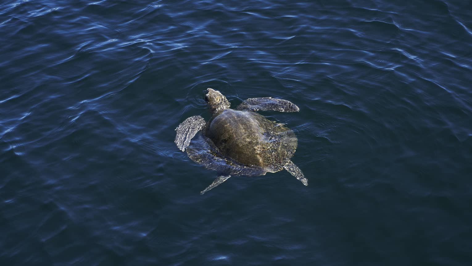 View from above of a majestic sea turtle, its flippers outstretched, swimming at the surface of the midnight blue ocean.