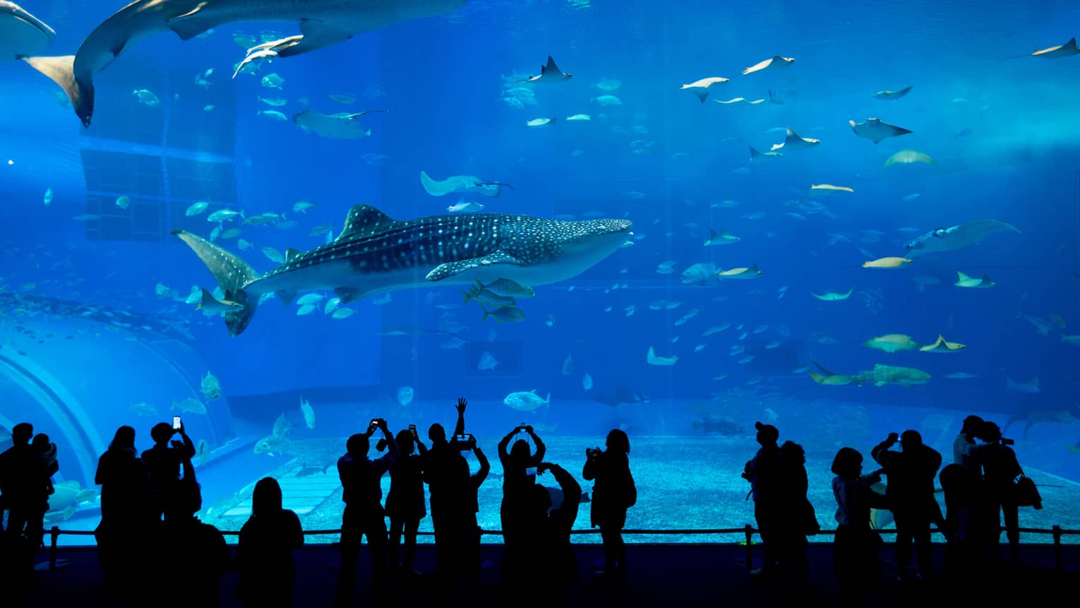 Shadowed people stand in front of large aquarium featuring whale sharks and fish