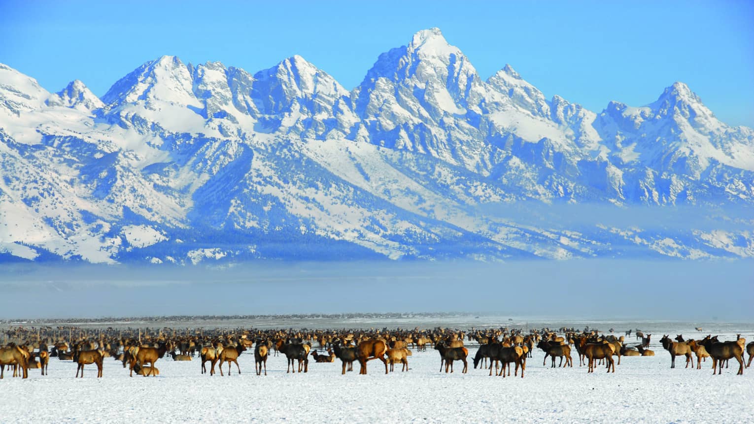A herd of moose in front of snow covered mountains
