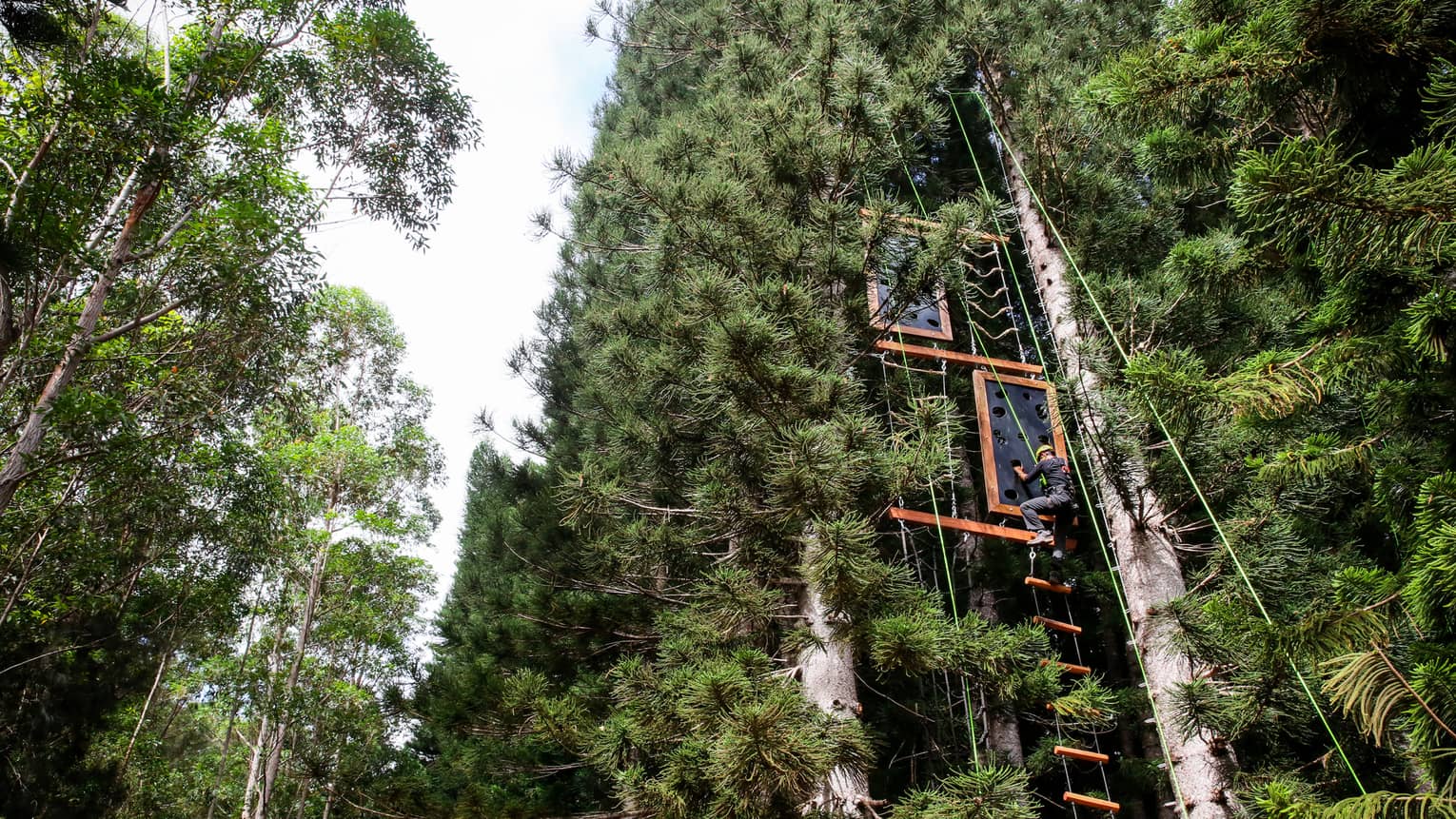 View from below of a climber gripping a plank by an open handhold on a vertical obstacle course in a dense pine forest.