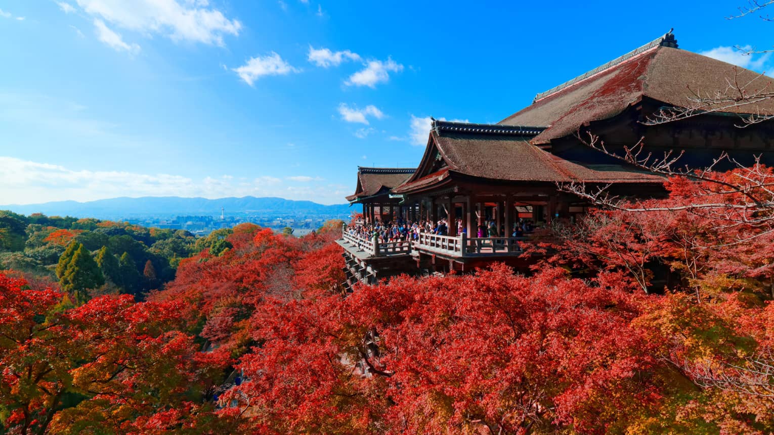 Autumn leaves change color near a temple in Kyoto