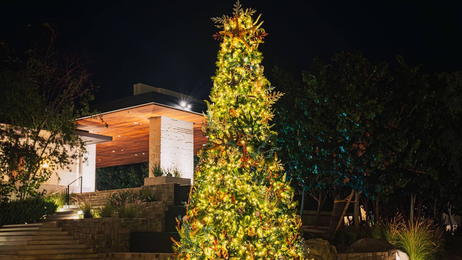 Christmas tree outdoors, lit at night