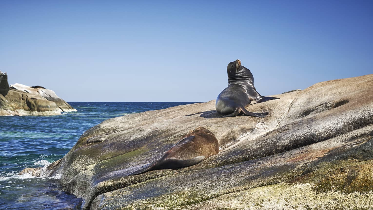 On a sloping rock by the ocean under a clear blue sky, one sea lion sleeps as another lounges, face looking skyward.