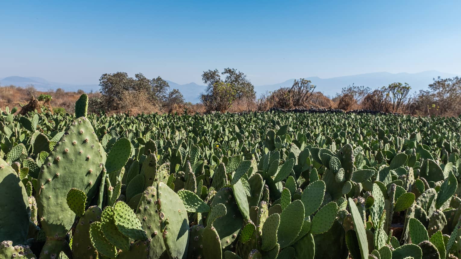 A field of cacti under a blue sky.