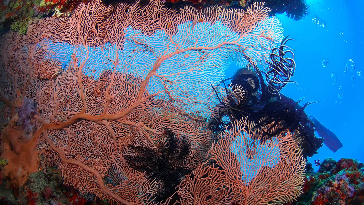 A Scuba diver swims behind large, colourful coral in lagoon
