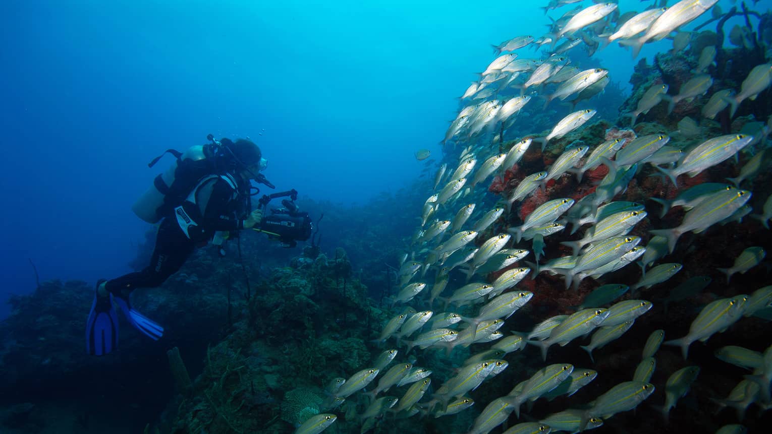 Scuba diver underwater by large school of tropical fish