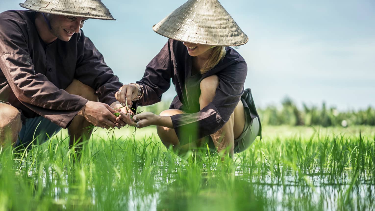 Couple wearing traditional farmer hats plant rice seedlings in water, grass