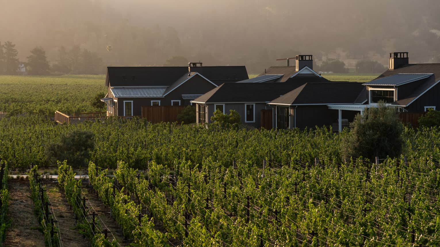 Buildings surrounded by a vineyard.