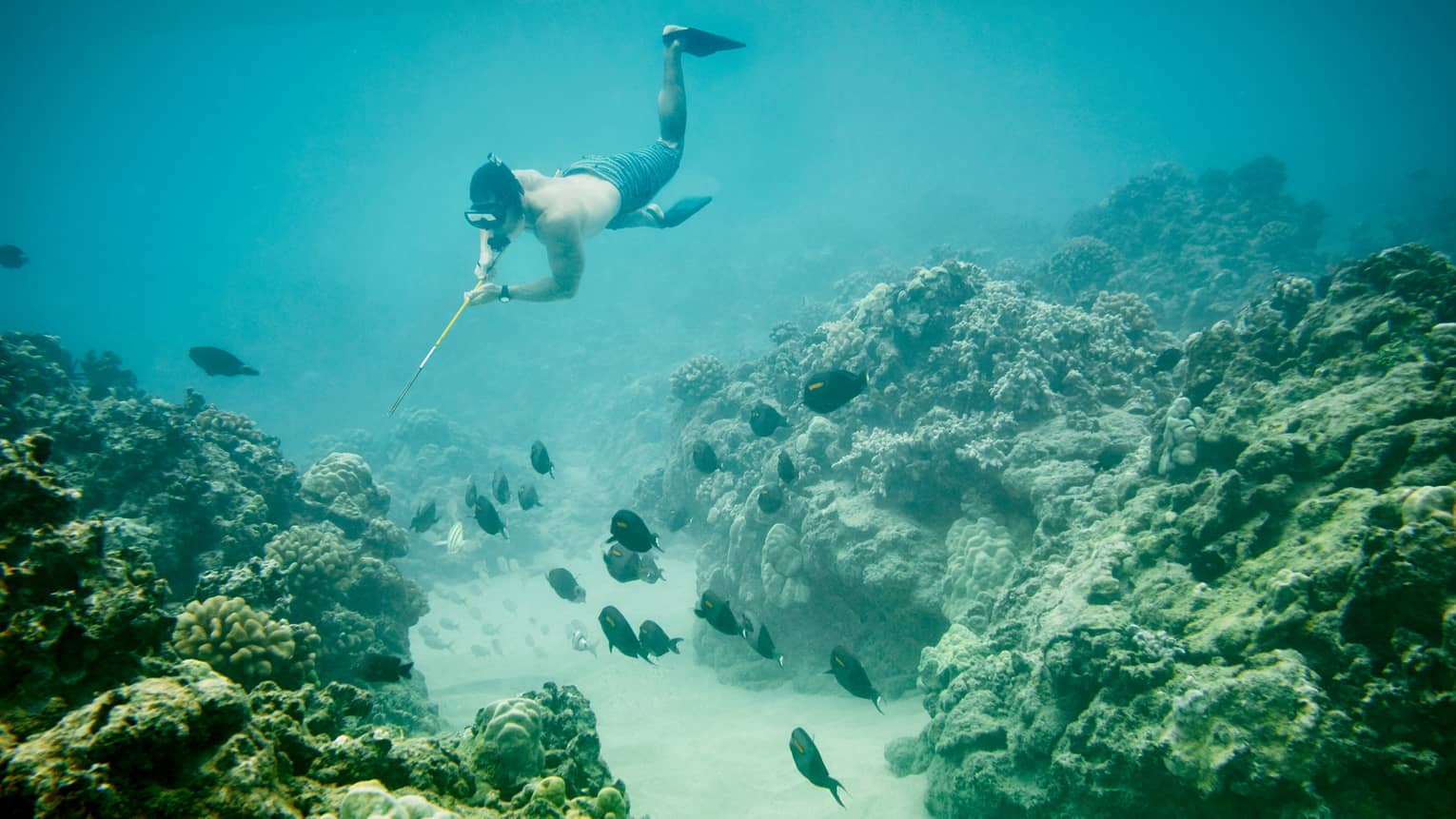A man scuba diving near a school of fish
