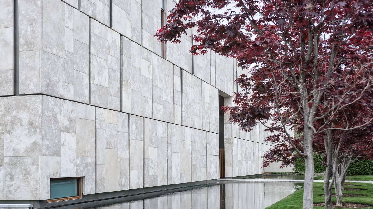 A tree with purple leaves next to a a stone wall.