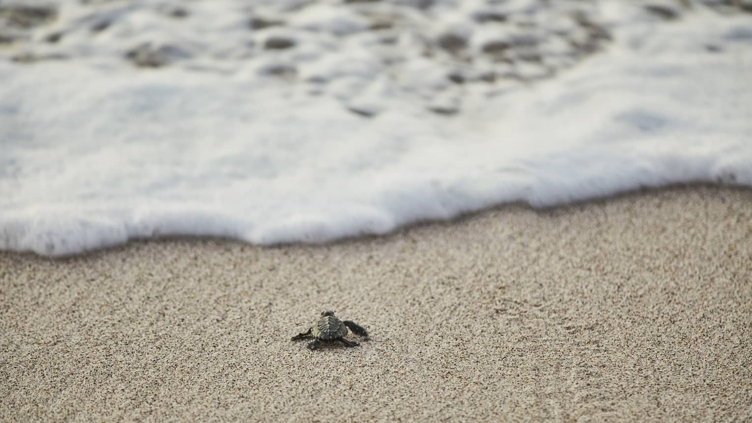 Sea turtle crawls across sand beach towards ocean tide