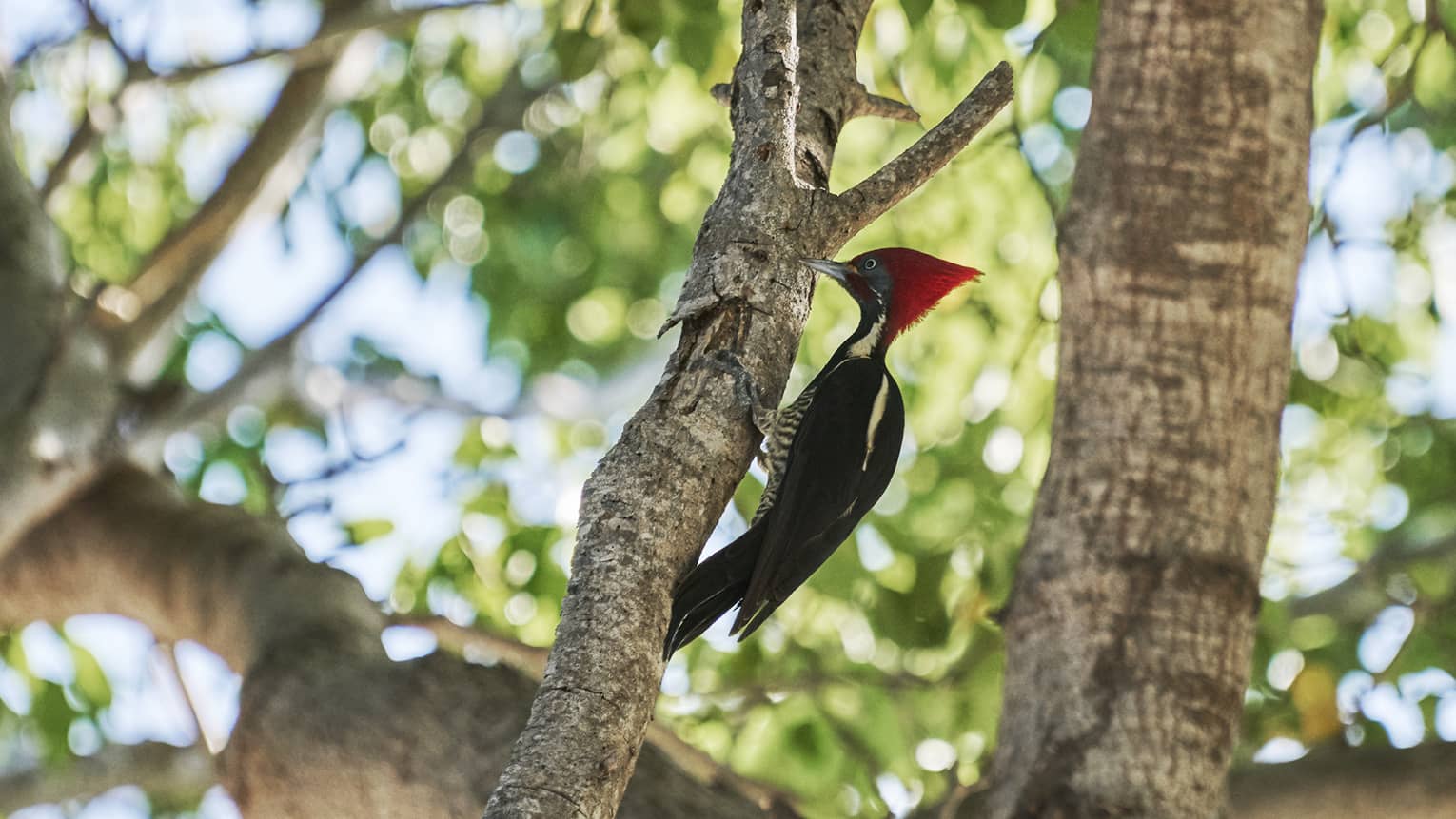 A lineated woodpecker, or carpenter bird, with a tall red crest and black and white feathers perched on a branch