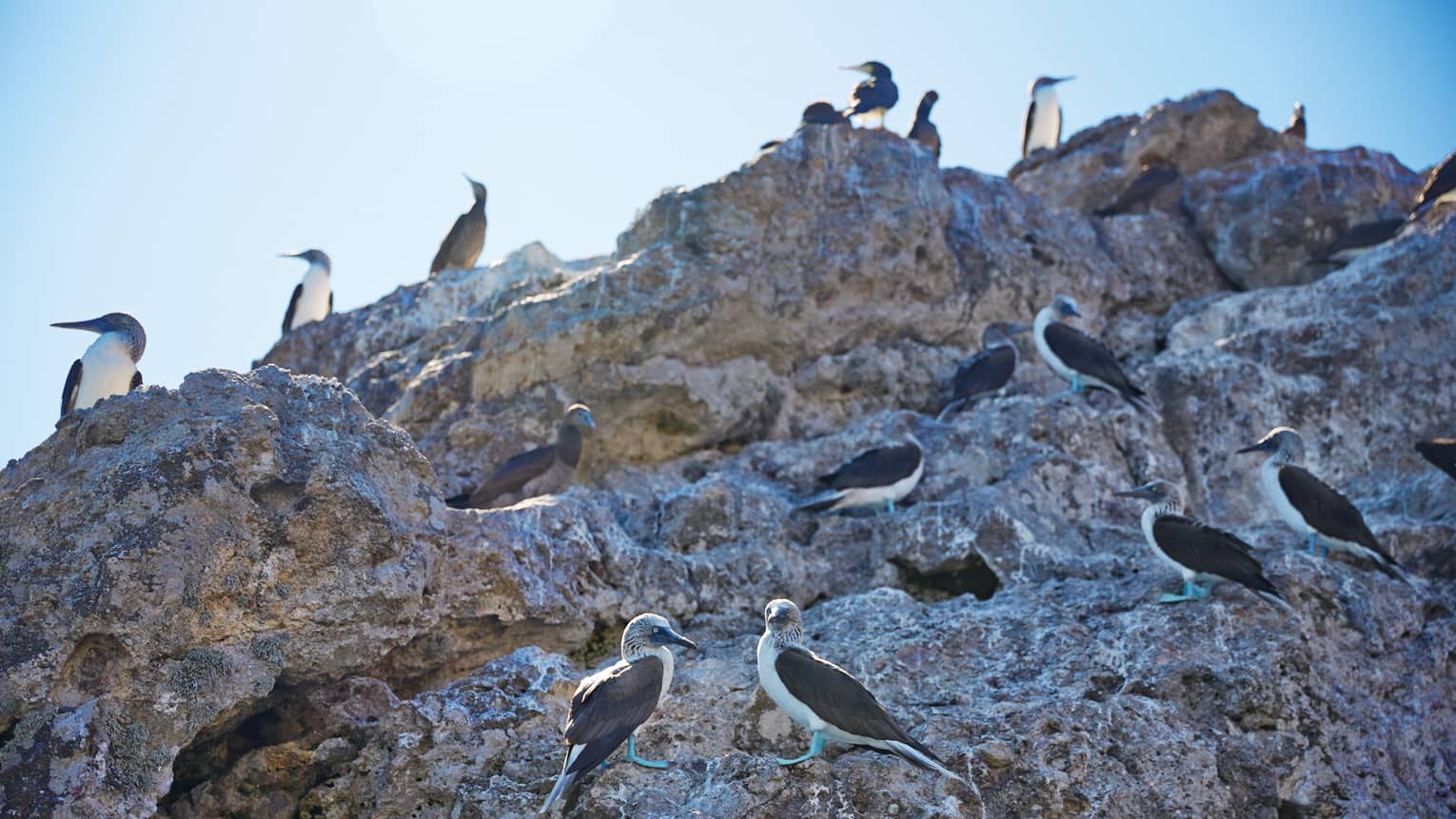 Large creviced rock face where a colony of blue-footed booby birds perch, some silhouetted, sharp beaks pointing to and fro.