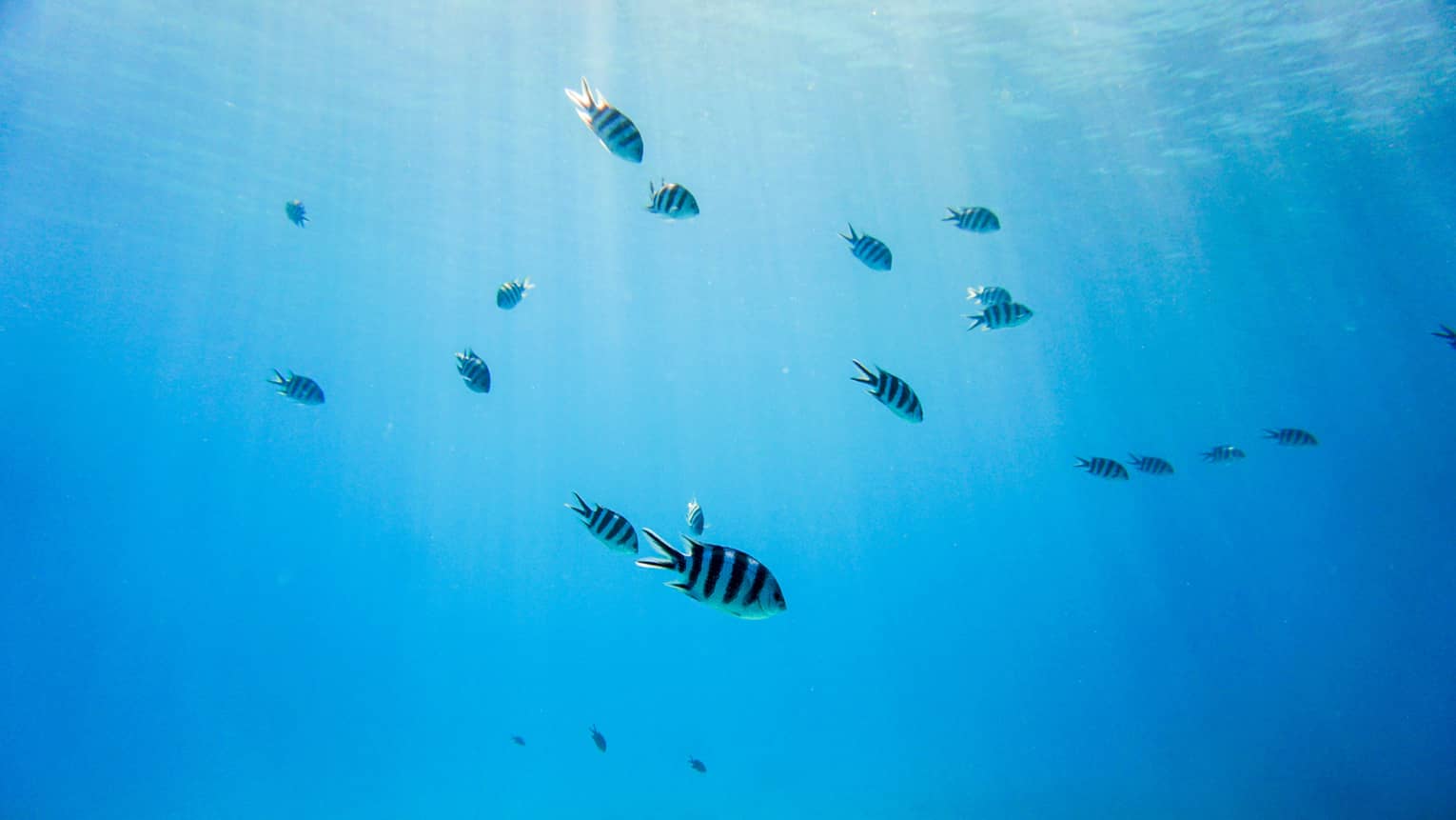 Skoal of tropical striped fish swimming in ocean 