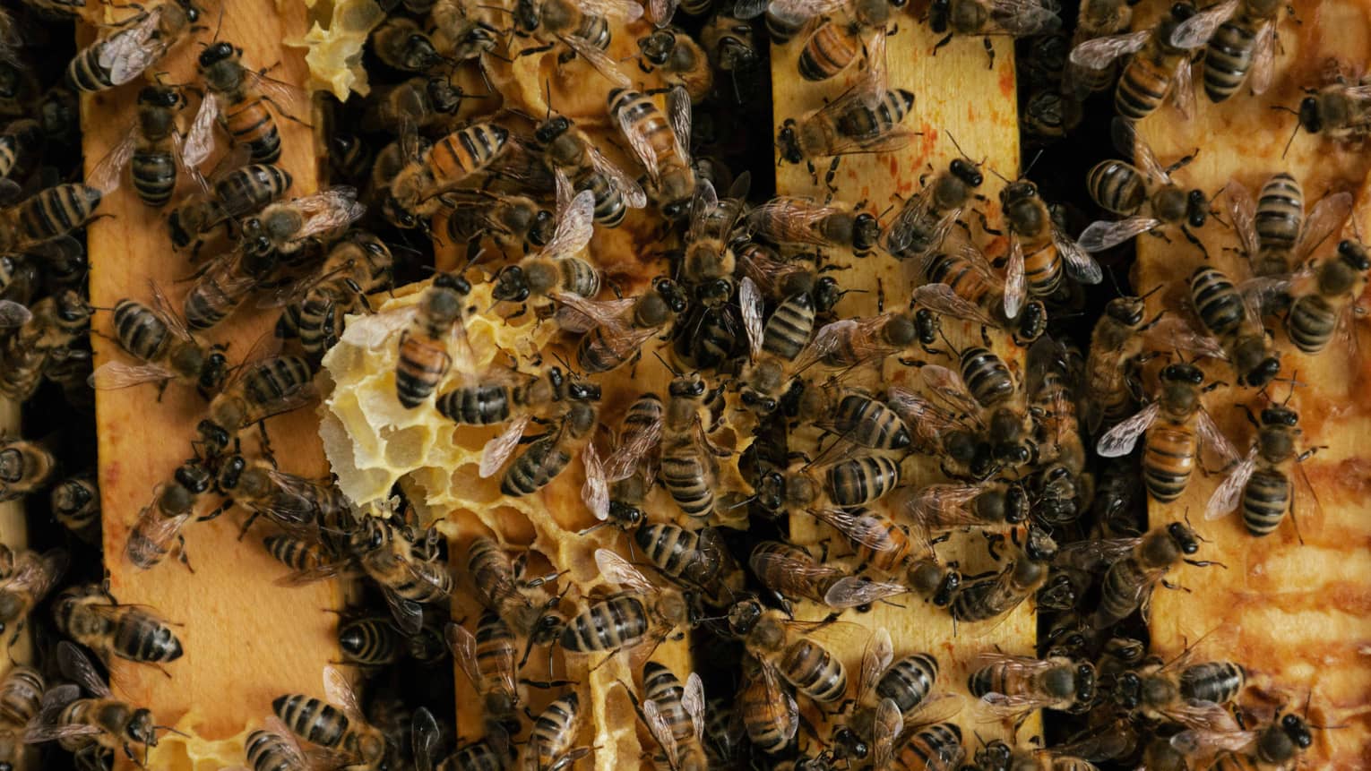Bees gathered on a bee hive