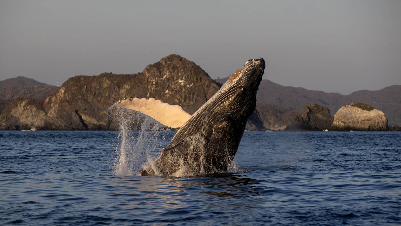 In soft morning light, a majestic humpback whale breaches, water cascading off its front flipper, distant mountains beyond. 