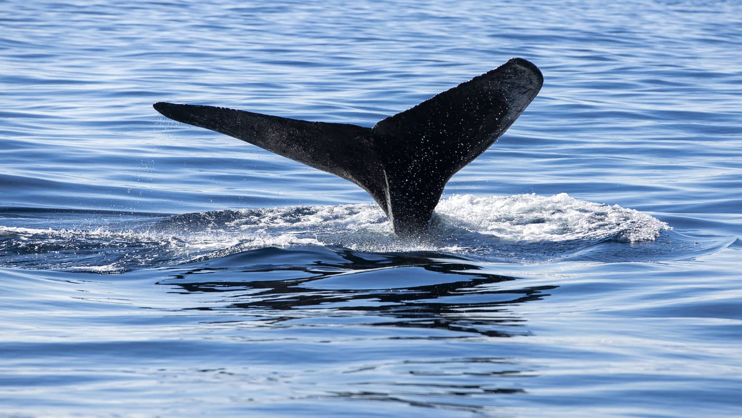 Flukes of a whale's tail protrude from the water, surrounded by a circle of foam, as the whale prepares to dive deep. 