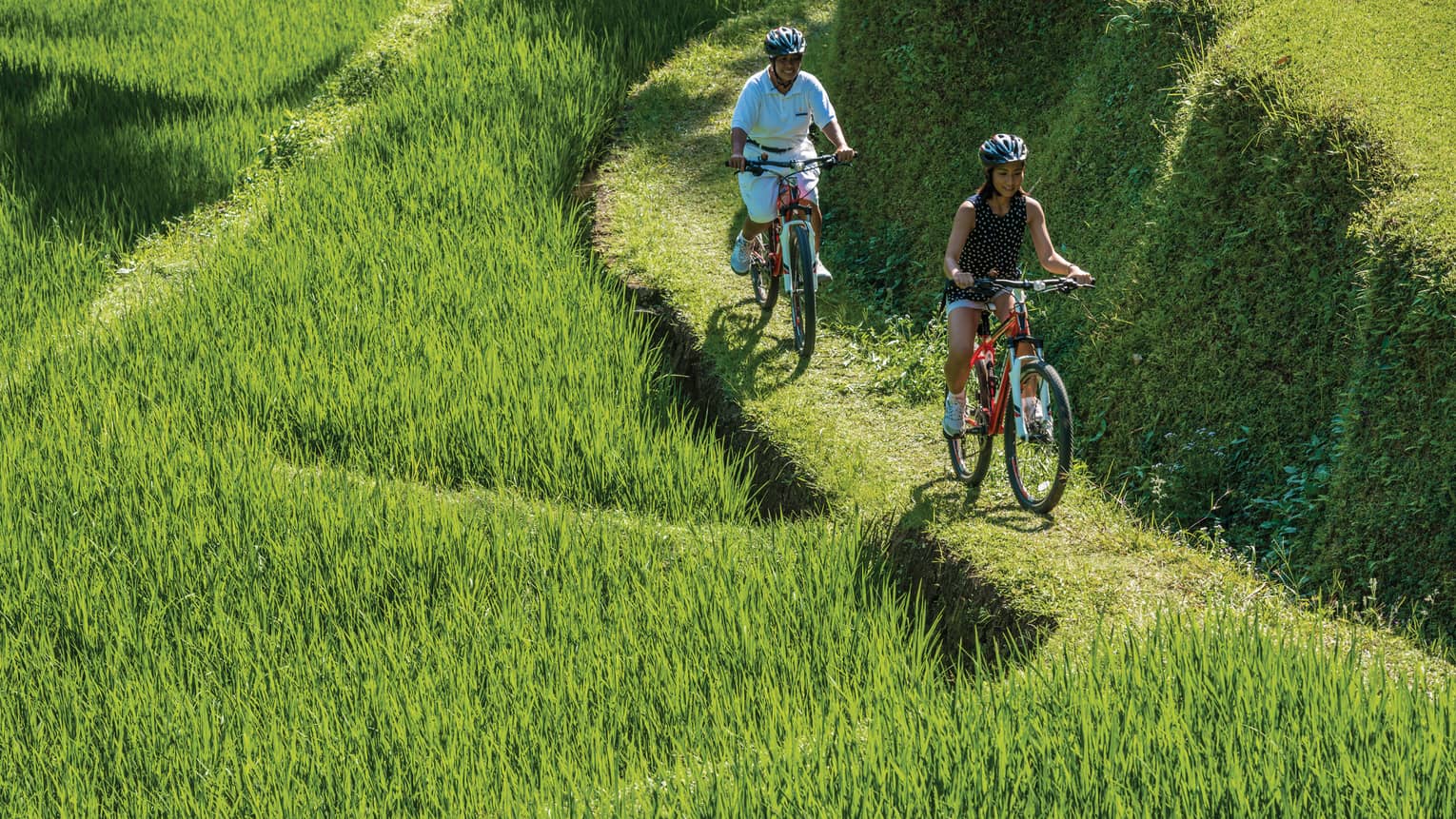 Smiling man and woman on red bicycles, wearing helmets ride along green path is grassy rice field