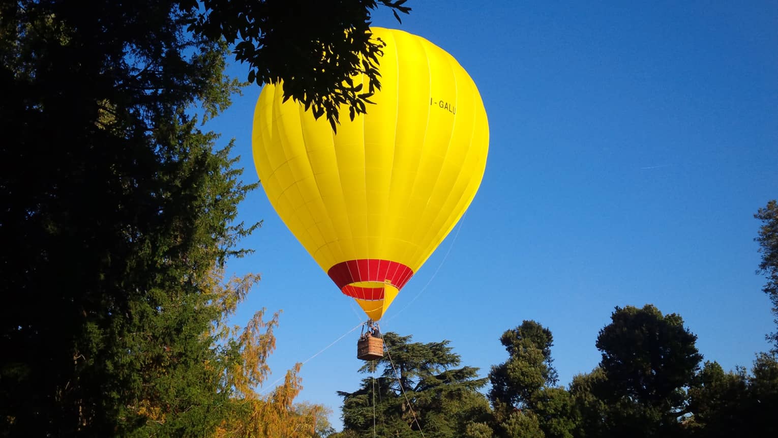 A bright yellow hot air balloon hovers amongst the trees, several ropes tethering it to the ground.