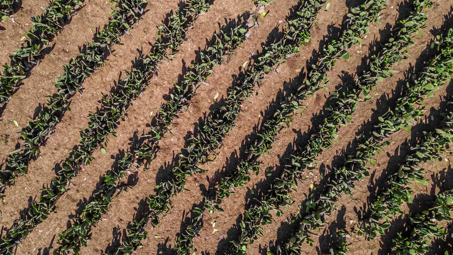 Aerial long view of 10 cultivated rows of prickly pear cactus in arid, pale brown soil arranged in a diagonal pattern.