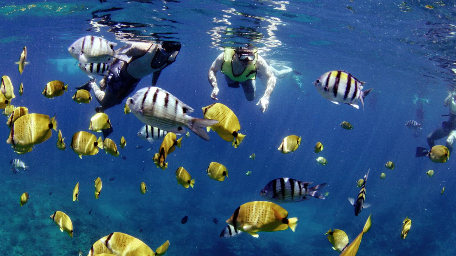 Two people snorkeling in blue ocean, surrounded by tropical fish 