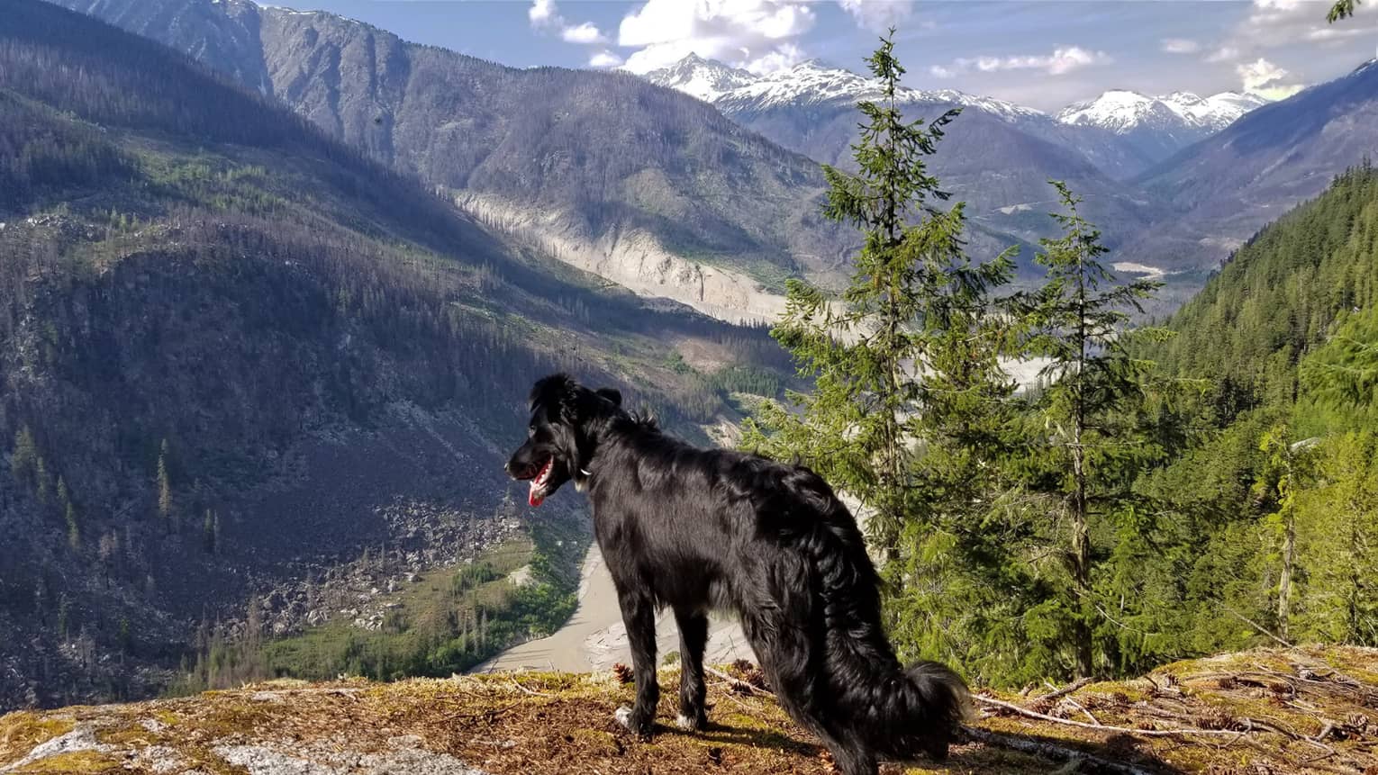 Large black dog stands panting on cliffside overlooking a valley