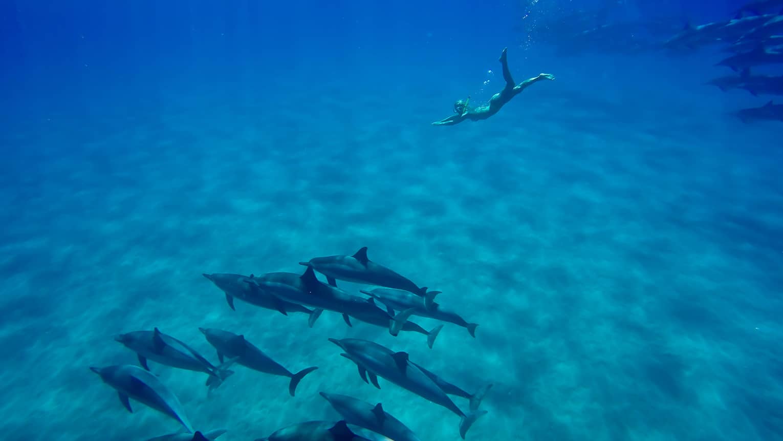 Underwater view of woman with snorkel, mask swimming to dolphin pod on ocean floor
