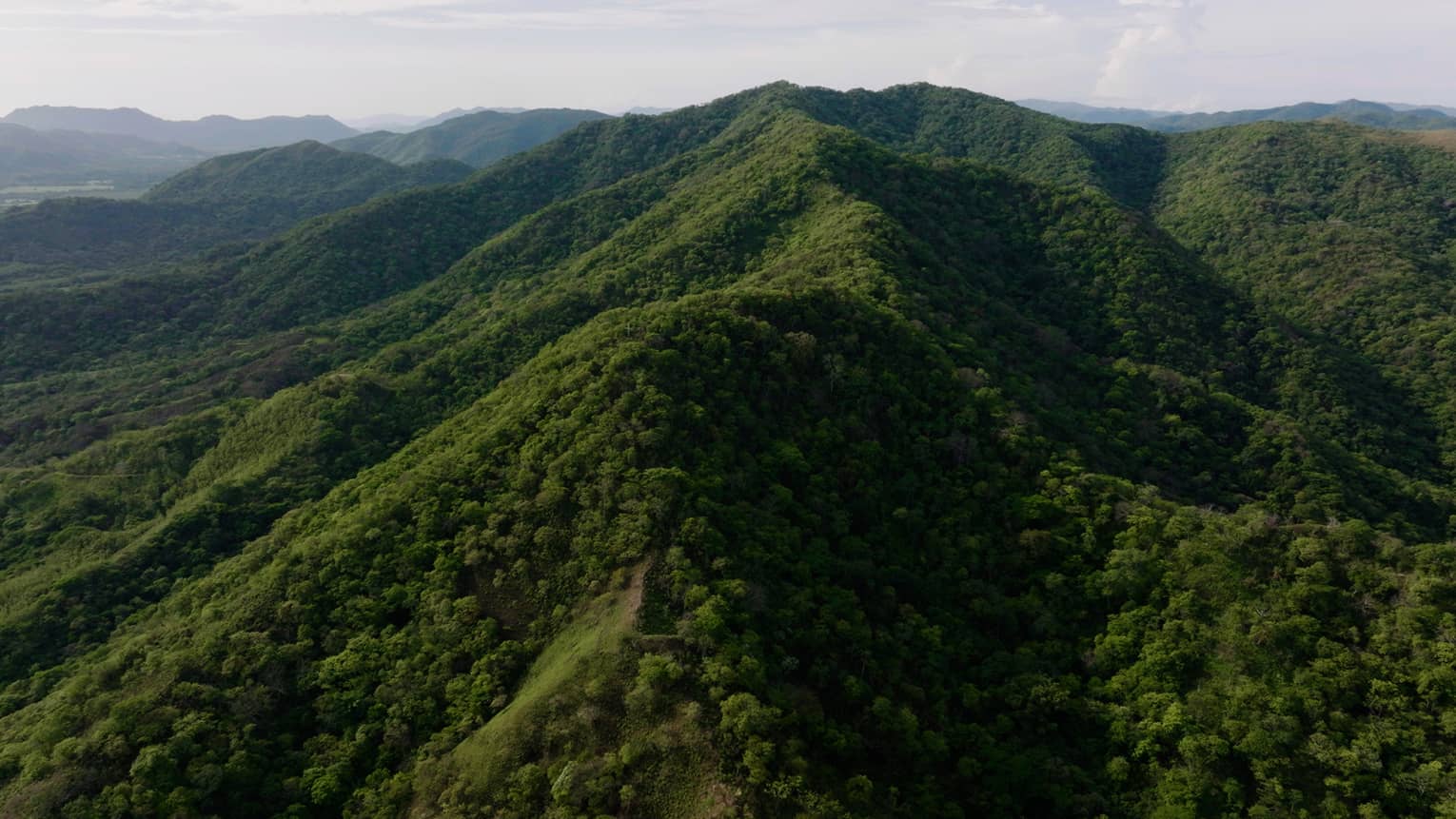 Aerial view of tree-covered mountain