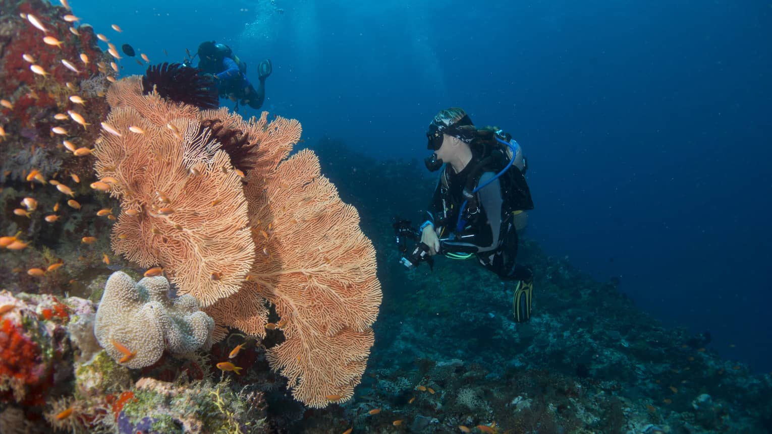 Two scuba divers observing the vibrant colourful coral reefs, with a school of small orange fish swimming away from them.