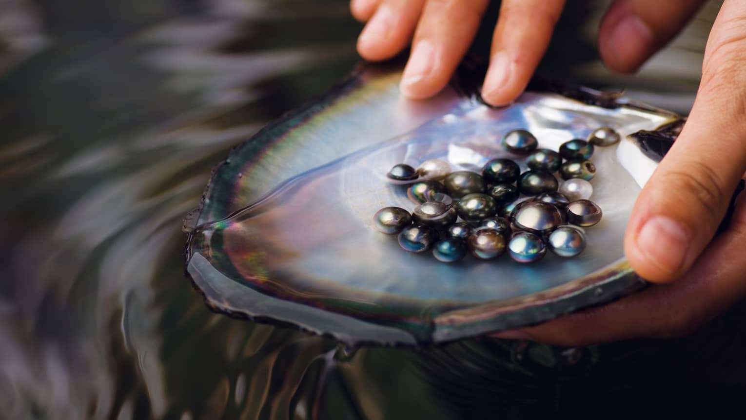 Close-up of a person holding a large shell displaying about 20 Tahitian black pearls