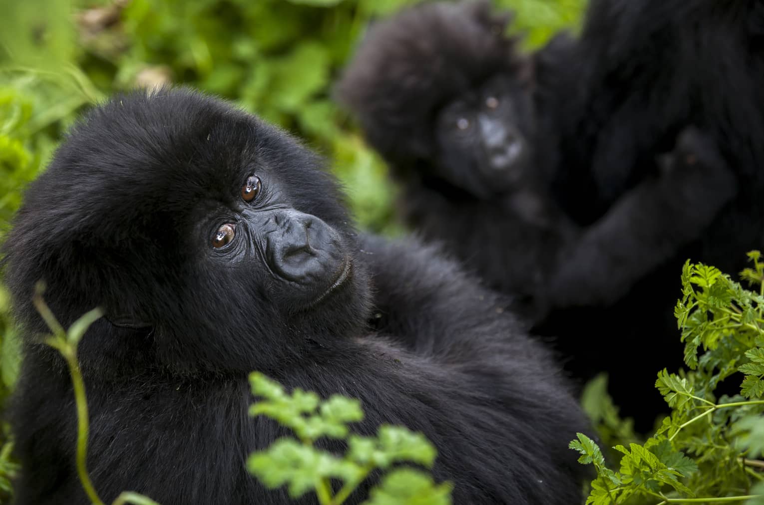 Baby gorilla looks at the camera, surrounded by greenery